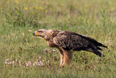 Aquila rapax Tawny Eagle