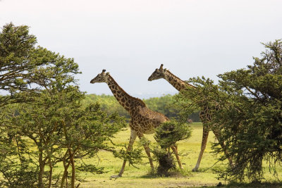 Giraffidae (Giraffe & Okapi)
