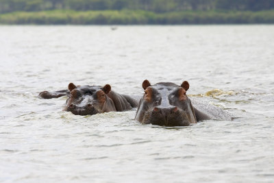 Hippopotamidae (Hippos)