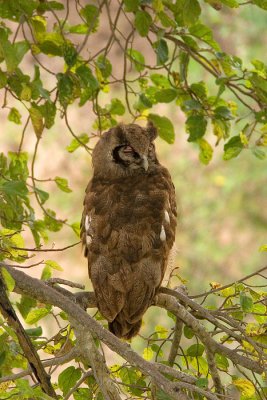 Bubo lacteusVerreaux's Eagle Owl 