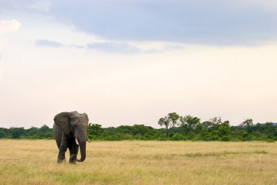 Loxodonta africanaAfrican Bush Elephant