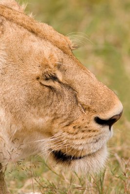 <i>Panthera leo</i><br>Lion