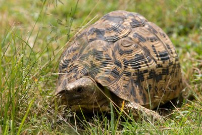 Geochelone pardalisLeopard Tortoise