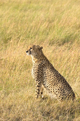 <i>Acinonyx jubatus</i><br>Cheetah
