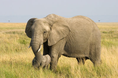 Loxodonta africanaAfrican Bush Elephant