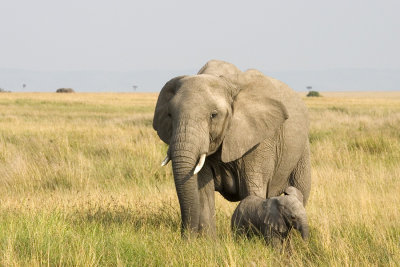 <i>Loxodonta africana</i><br>African Bush Elephant