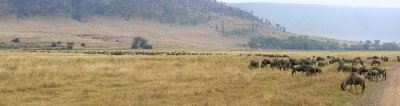 wildebeeststs.jpg