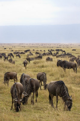 Ngorongoro Crater