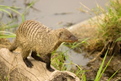 mongoose.jpg