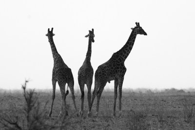 girafeffe.jpg