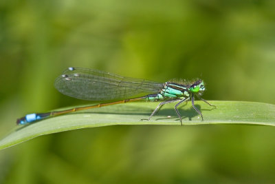 Ischnura elegans Blue-tailed Damselfly