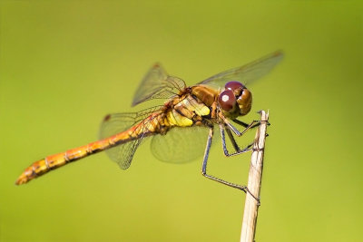 Sympetrum striolatumCommon Darter