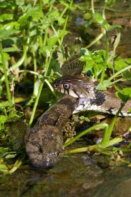 <i>Natrix natrix</i><br/>Grass Snake