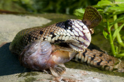 Natrix natrixGrass Snake