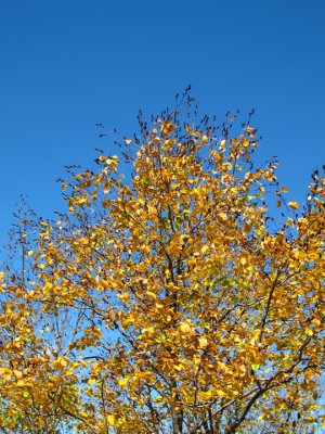 g6/44/692644/3/69971477.WY5zBi6l.jpg