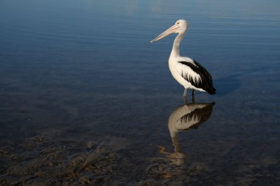 Just me and my Shadow and my Reflection