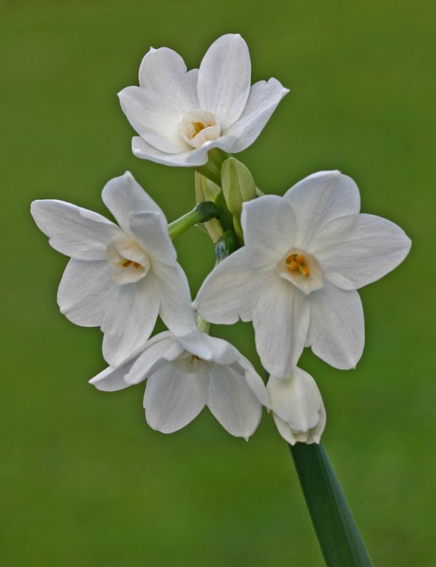 Narcissus paper white 2.jpg