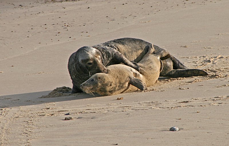 grey seals mating.jpg