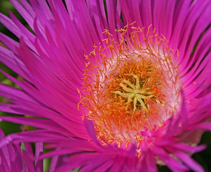 Carpobrotus acinaciformis 2.jpg