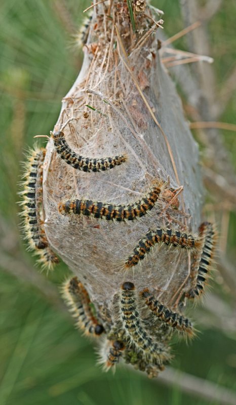 pine processionary moth caterpillars.jpg