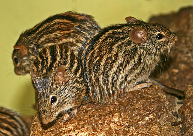 striped grass mice 2.jpg