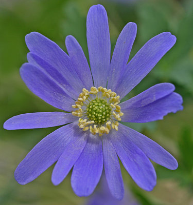 Anemone blanda 2.jpg