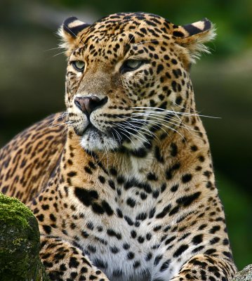 Srilankan leopard 2.jpg