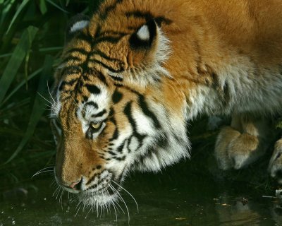 tiger drinking 2.jpg