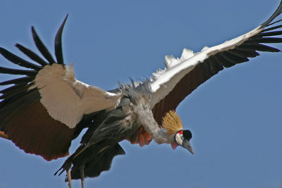 crowned crane in flight 3.jpg