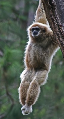 gibbon jumping.jpg