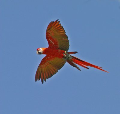 scarlet macaw in flight 2.jpg