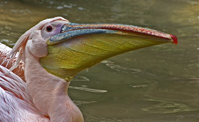 pink backed pelican.jpg