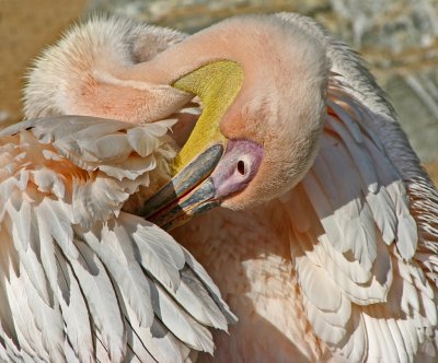 pink backed pelican preening.jpg