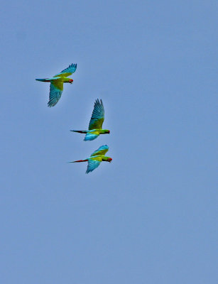 macaws in flight 2.jpg