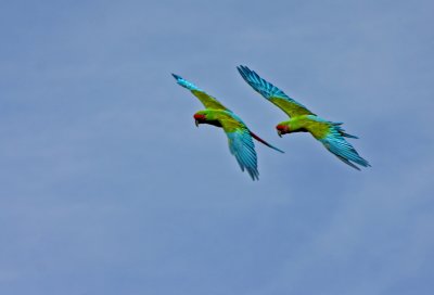 macaws in flight 5.jpg