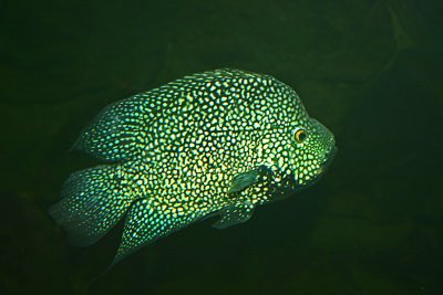 fish 3.jpg