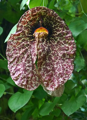 aristolochia.jpg