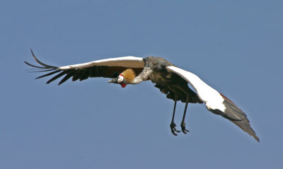 crowned crane in flight 2.jpg