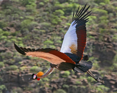 crowned crane in flight 5.jpg