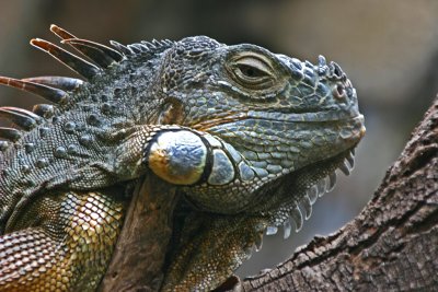 iguana 2.jpg