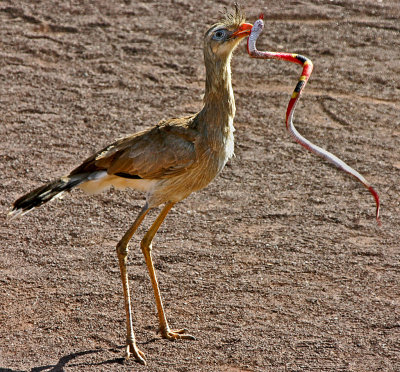 crested seriama with toy snake.jpg