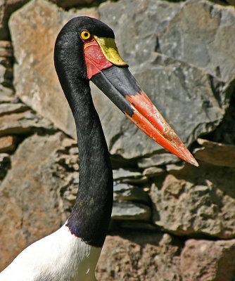 saddle billed stork.jpg