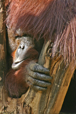 ZOO DO 3 PALMITOS PARK