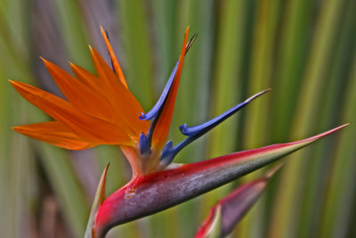 Strelitzia flower.jpg