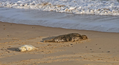 grey seal and pup.jpg