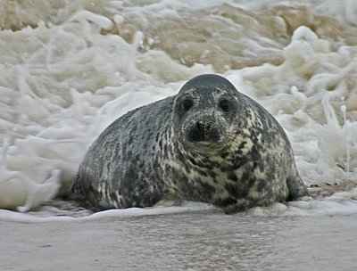 grey seal female.jpg