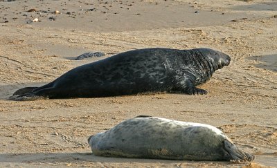 grey seal.jpg
