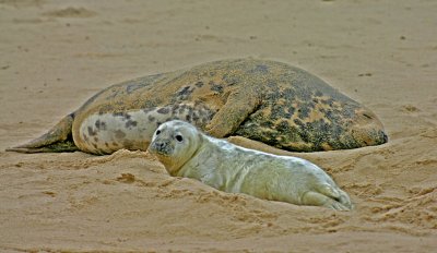 grey seal mother and pup.jpg