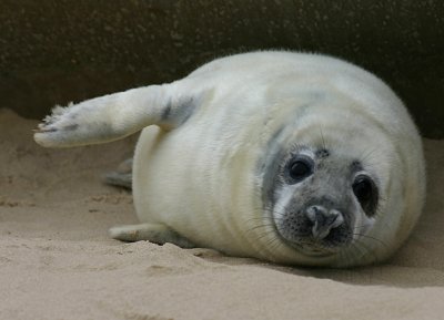 grey seal pup4.jpg
