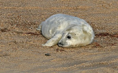 grey seal pup 2.jpg